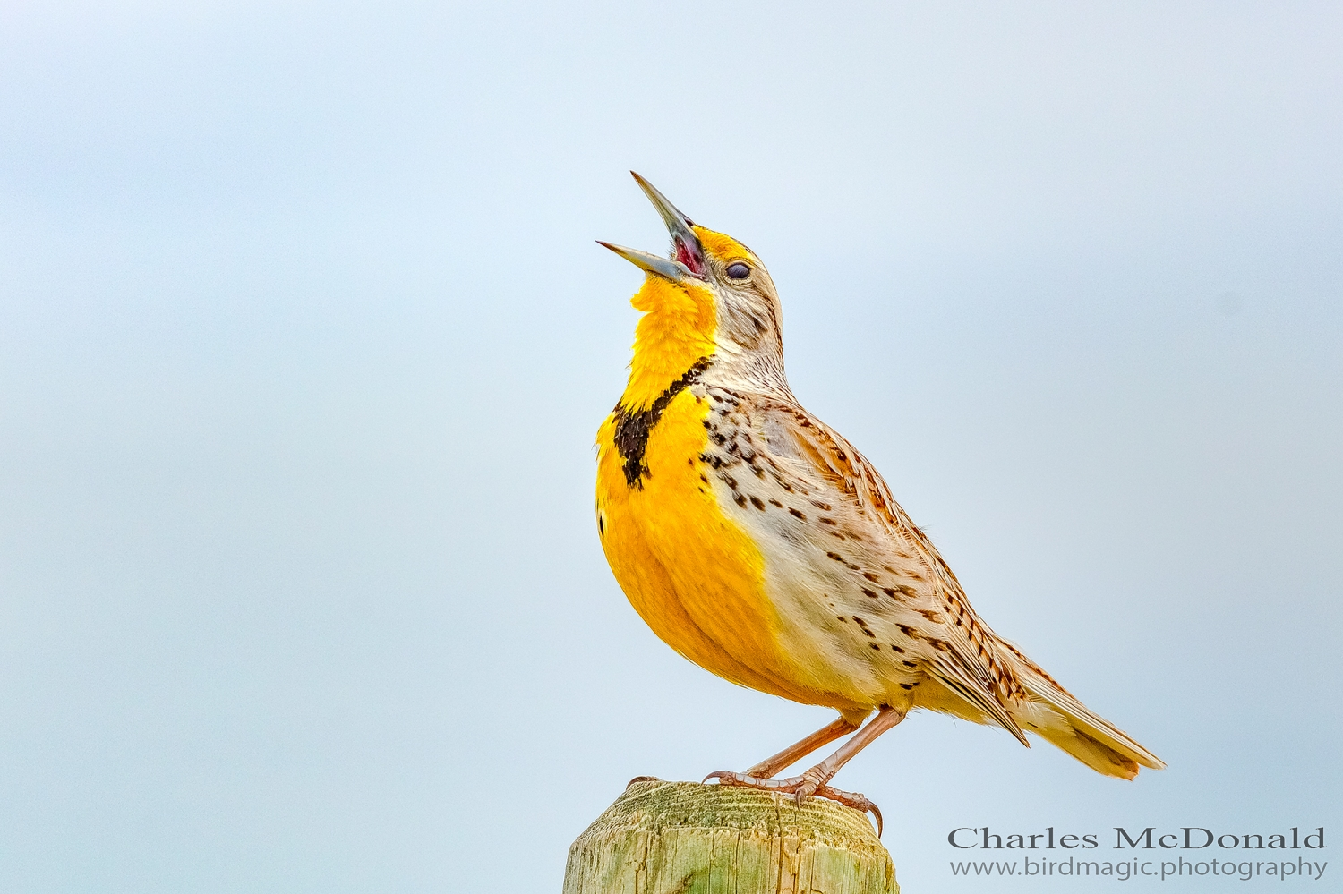 Western Meadowlark