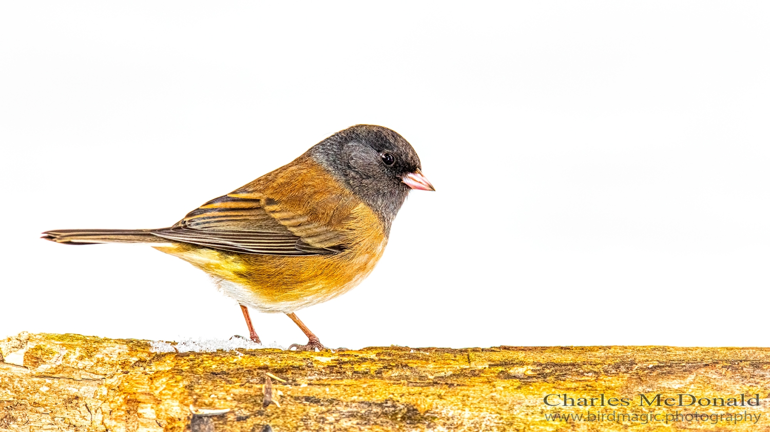 Dark-eyed Junco