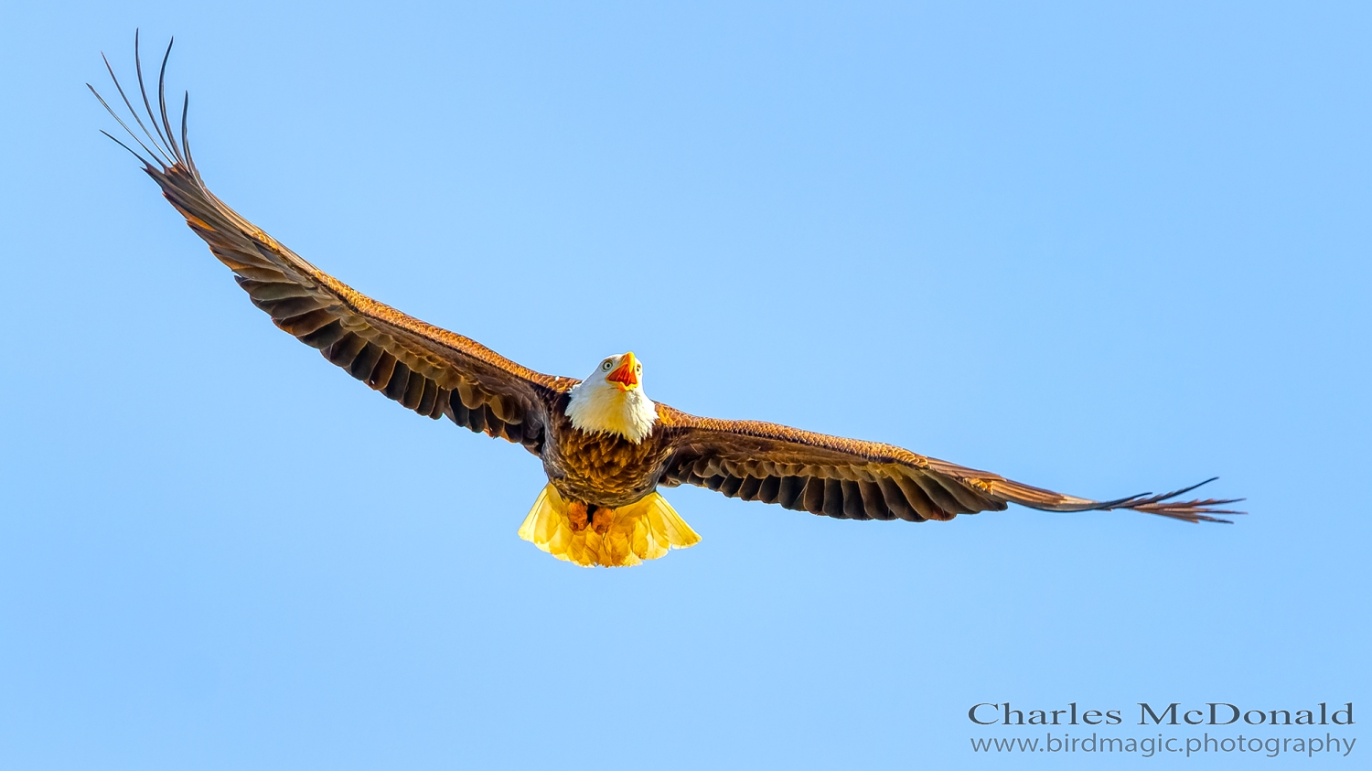 Bald Eagle