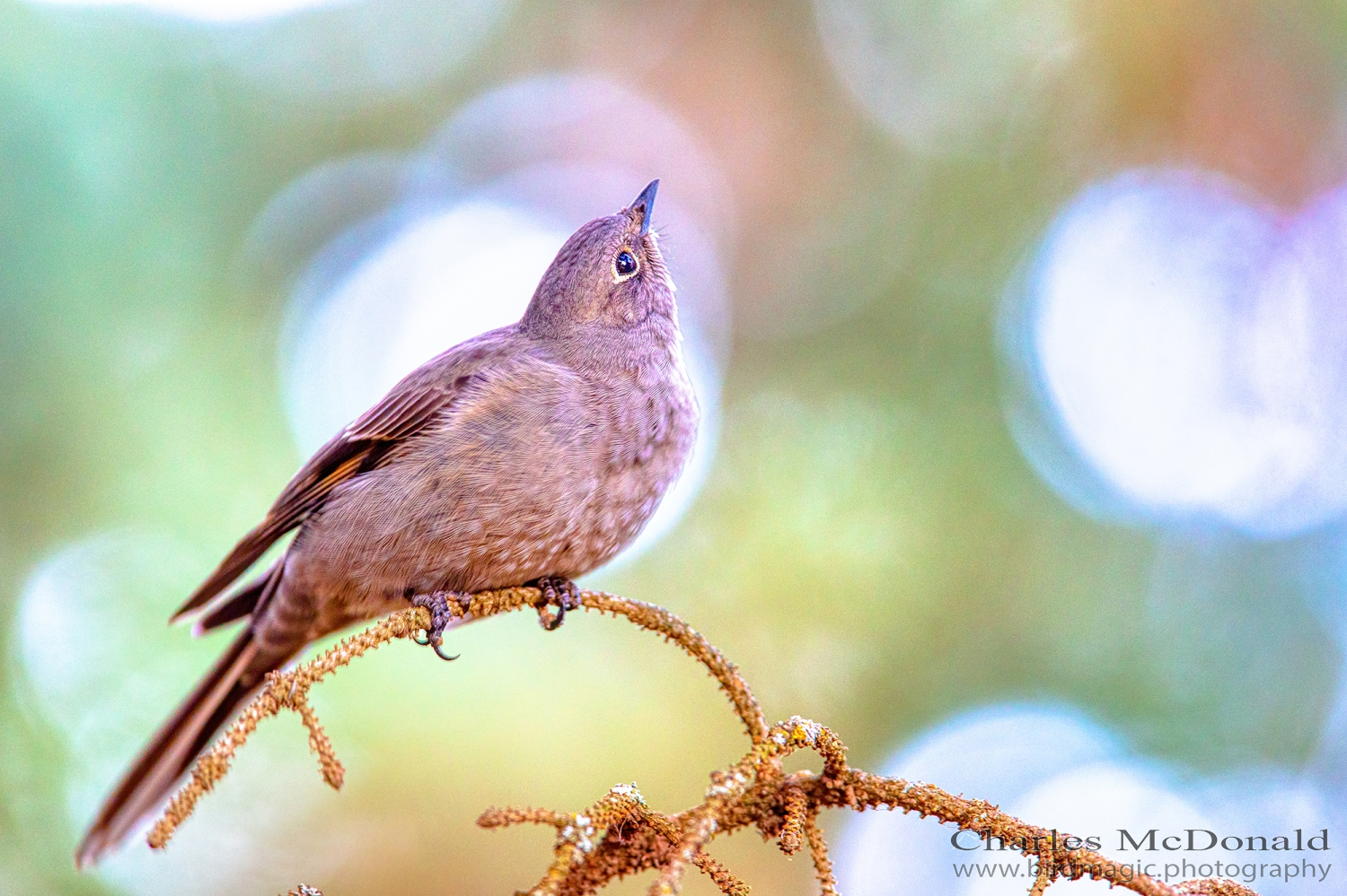 Townsend's Solitaire