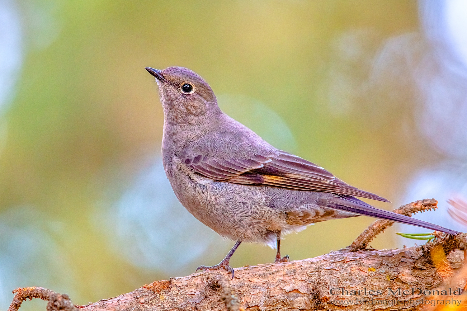 Townsend's Solitaire