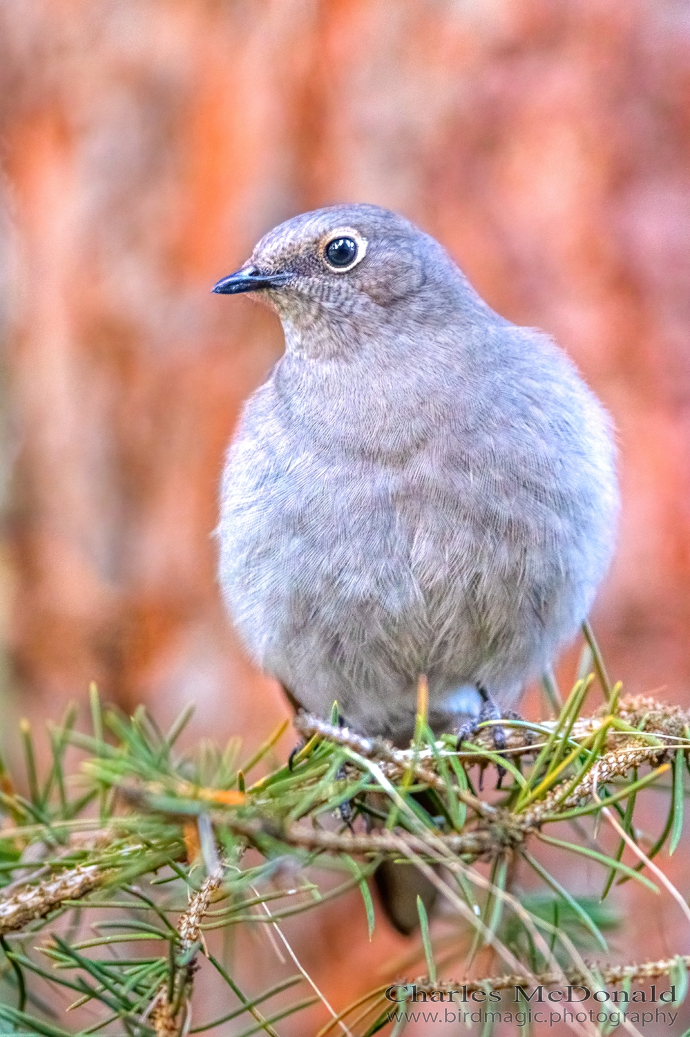 Townsend's Solitaire