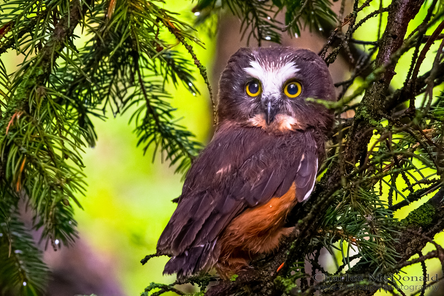 Northern Saw-whet Owl