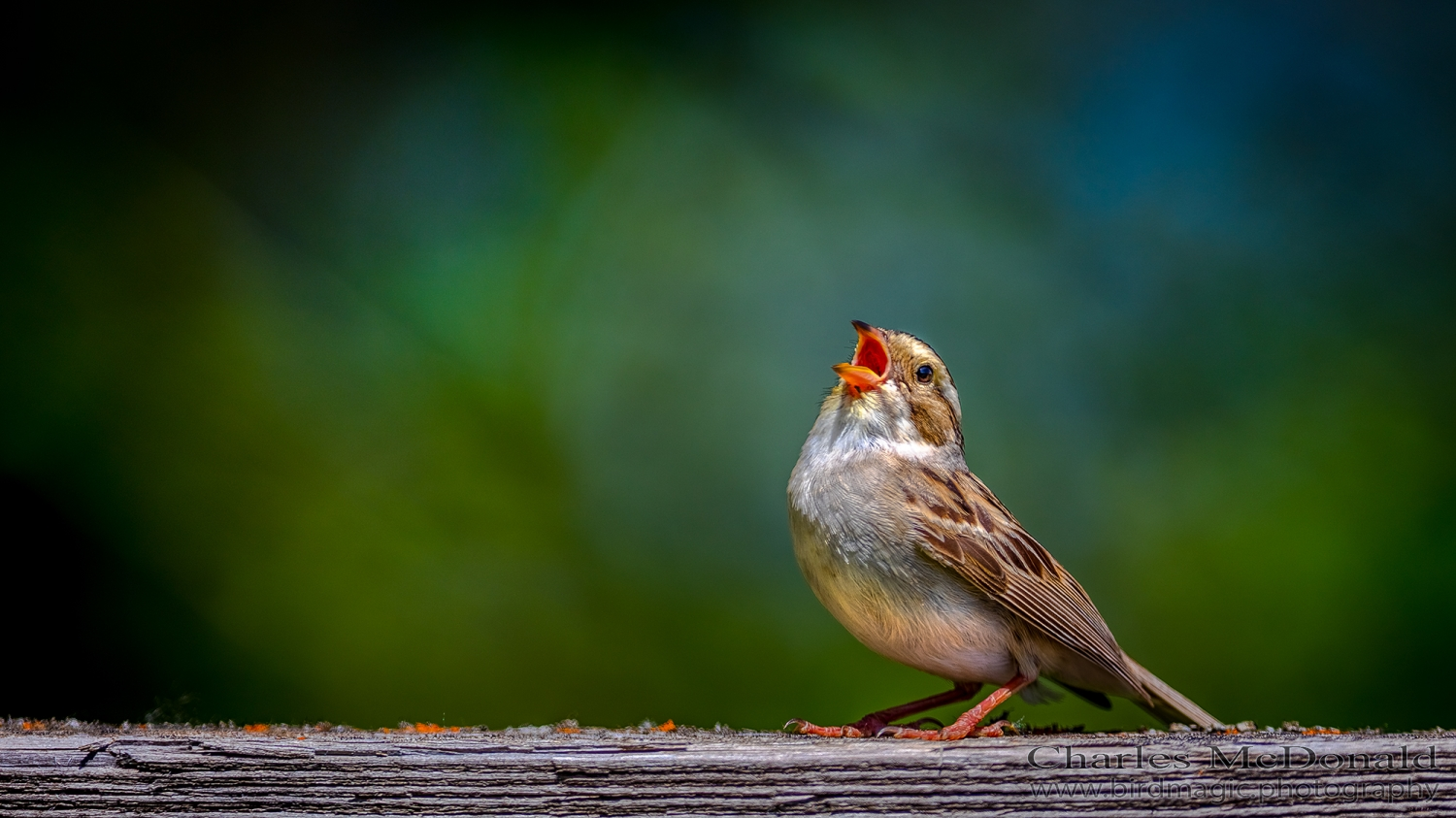 Clay-colored Sparrow