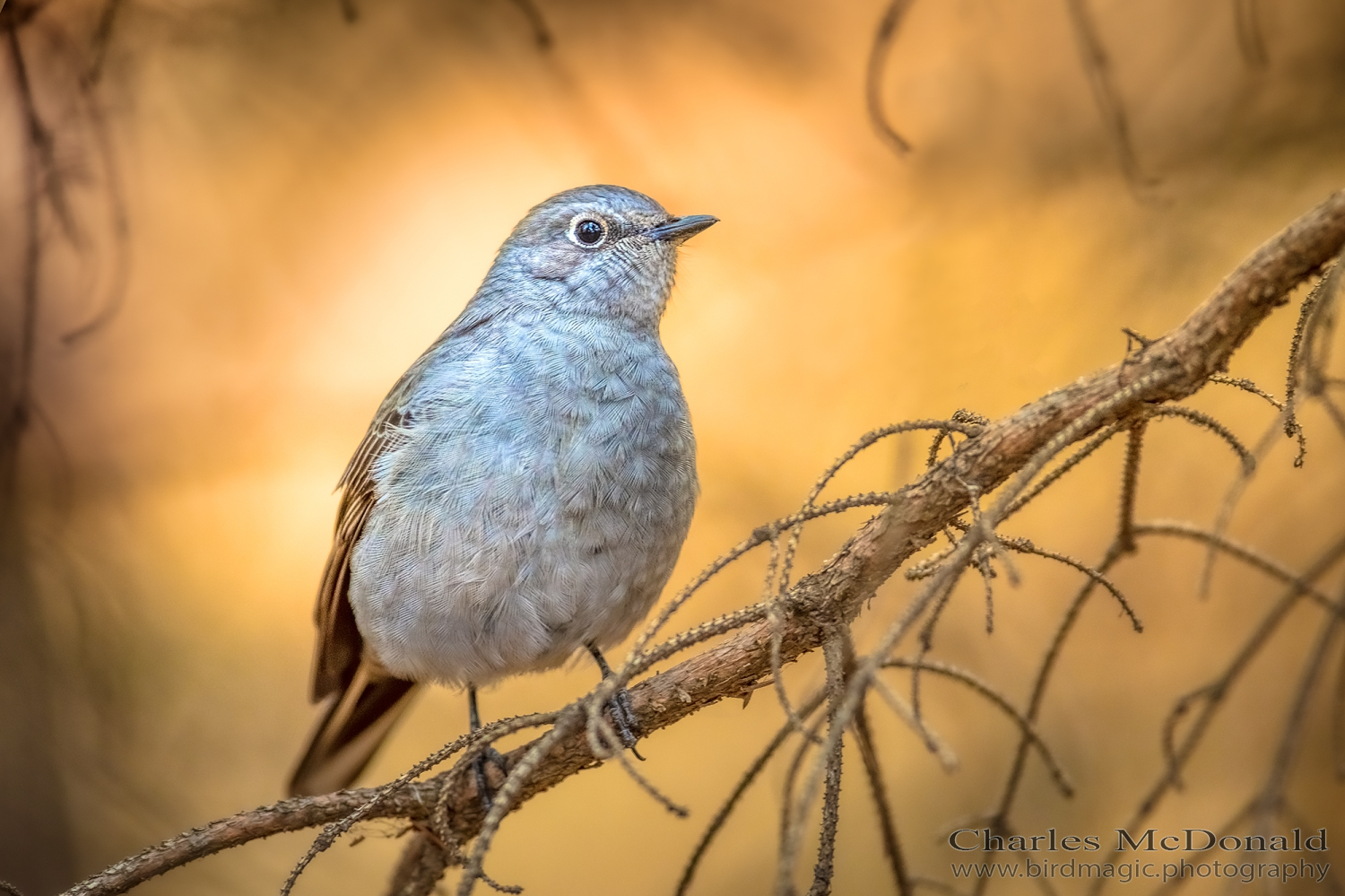 Townsend's Solitaire