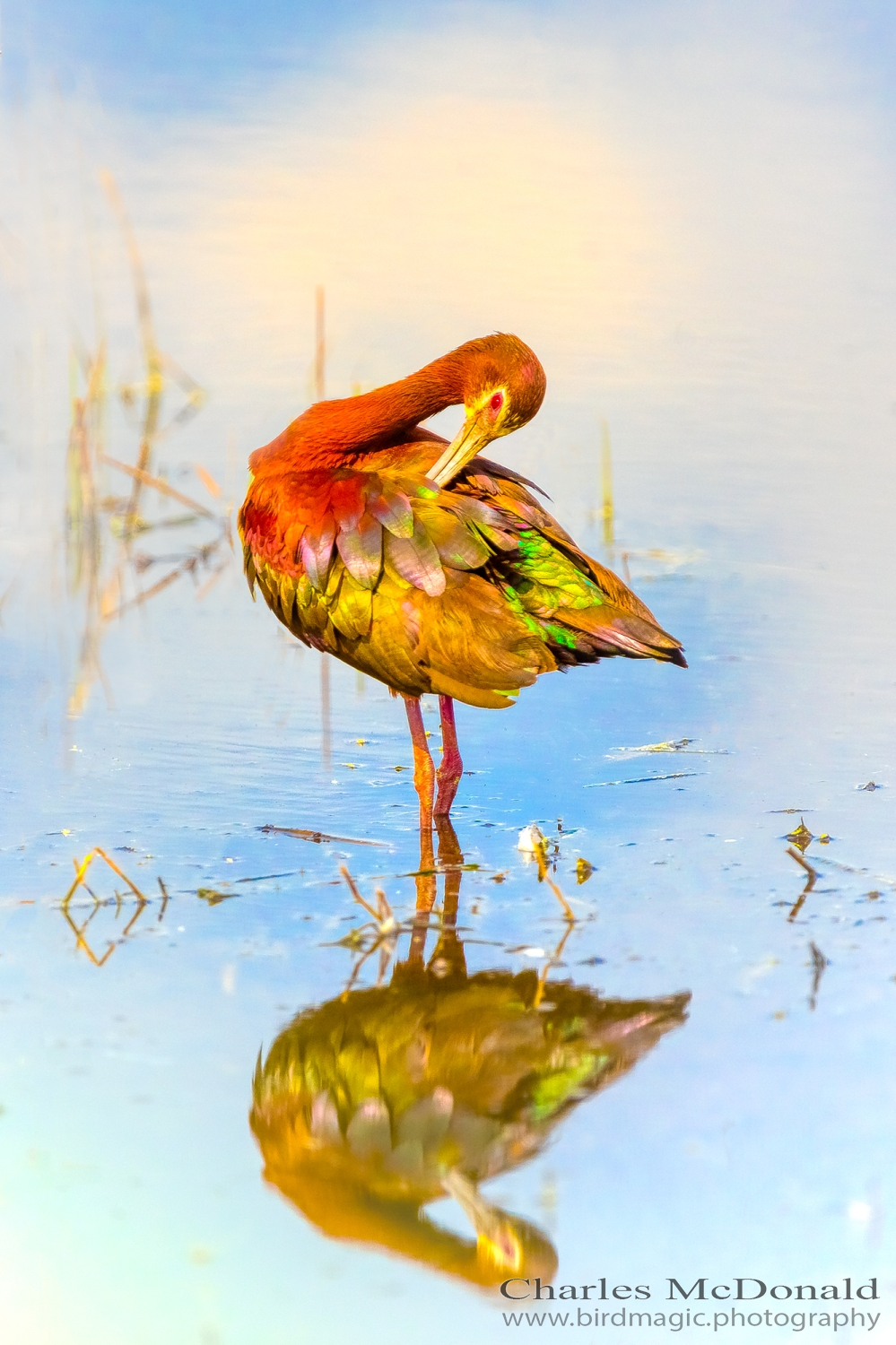 White-faced Ibis