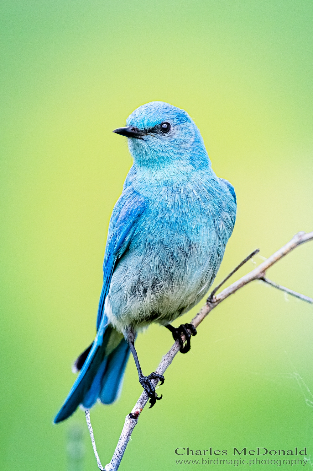 Mountain Bluebird