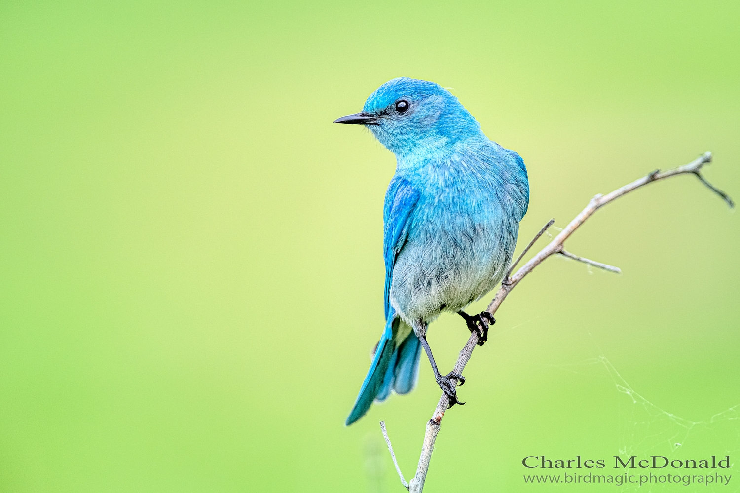 Mountain Bluebird