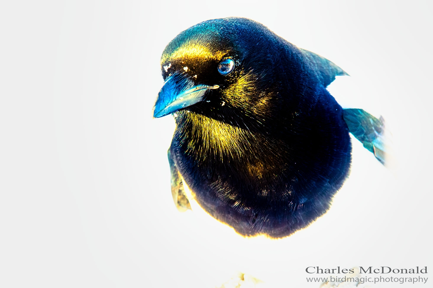 Black-billed Magpie