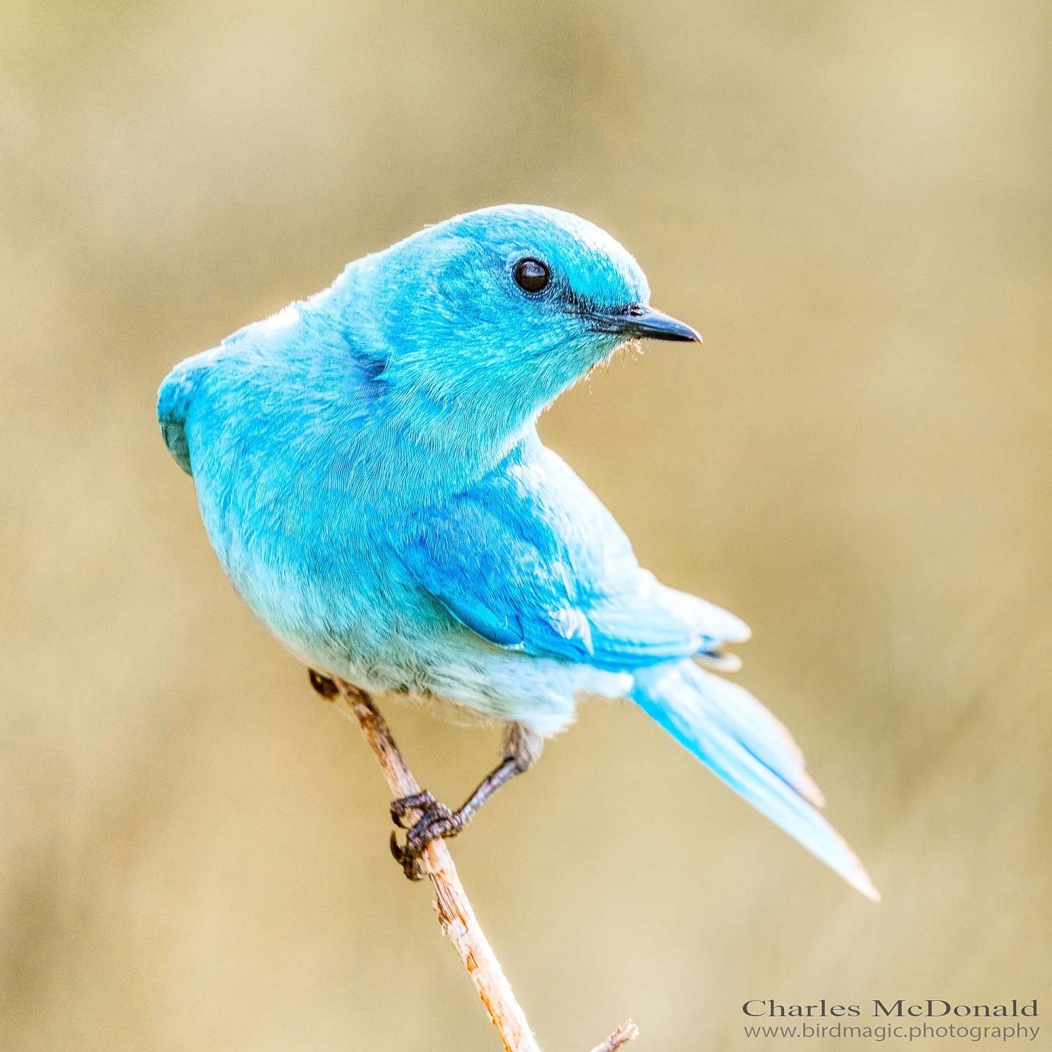 Mountain Bluebird