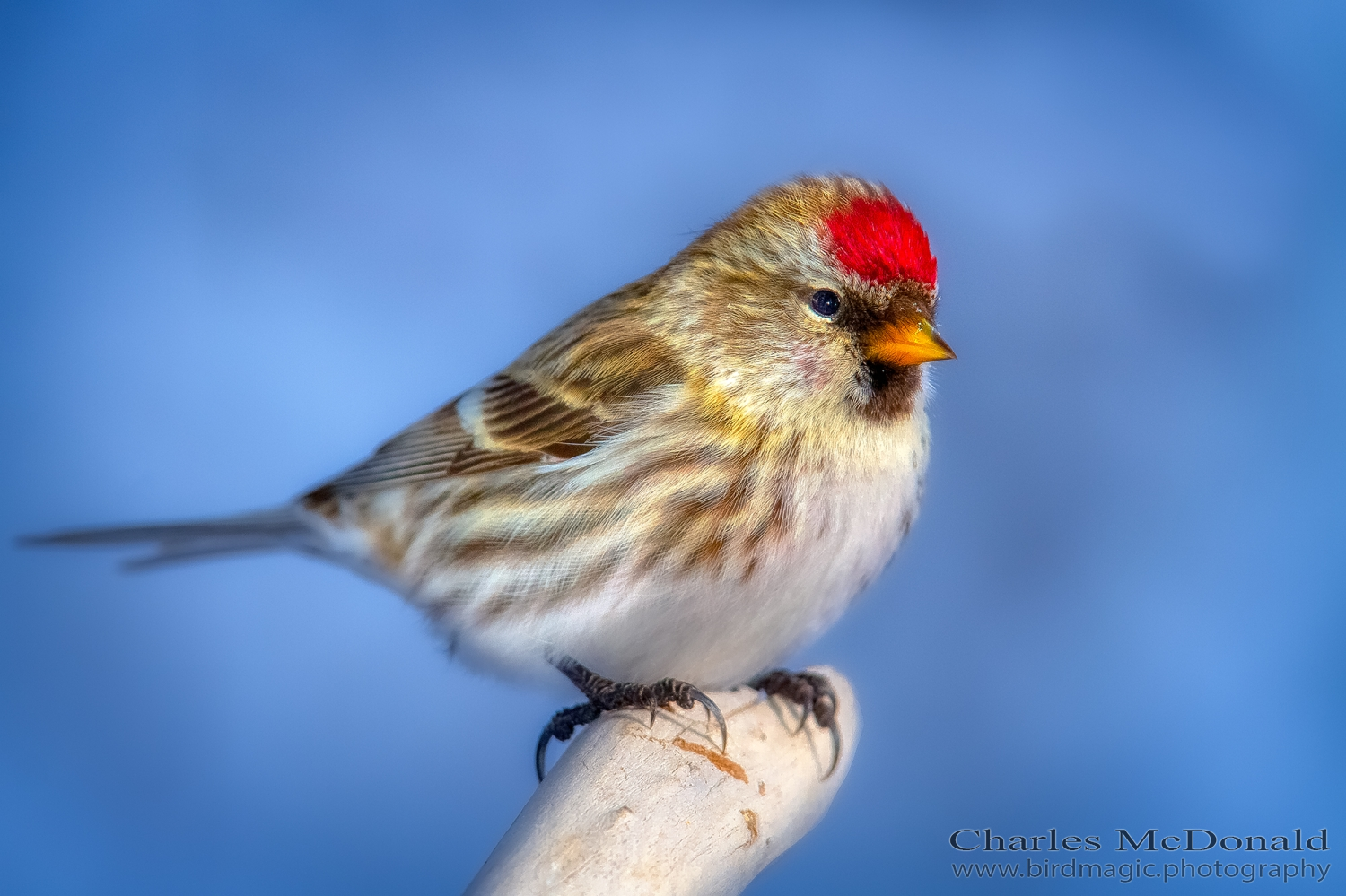 Common Redpoll