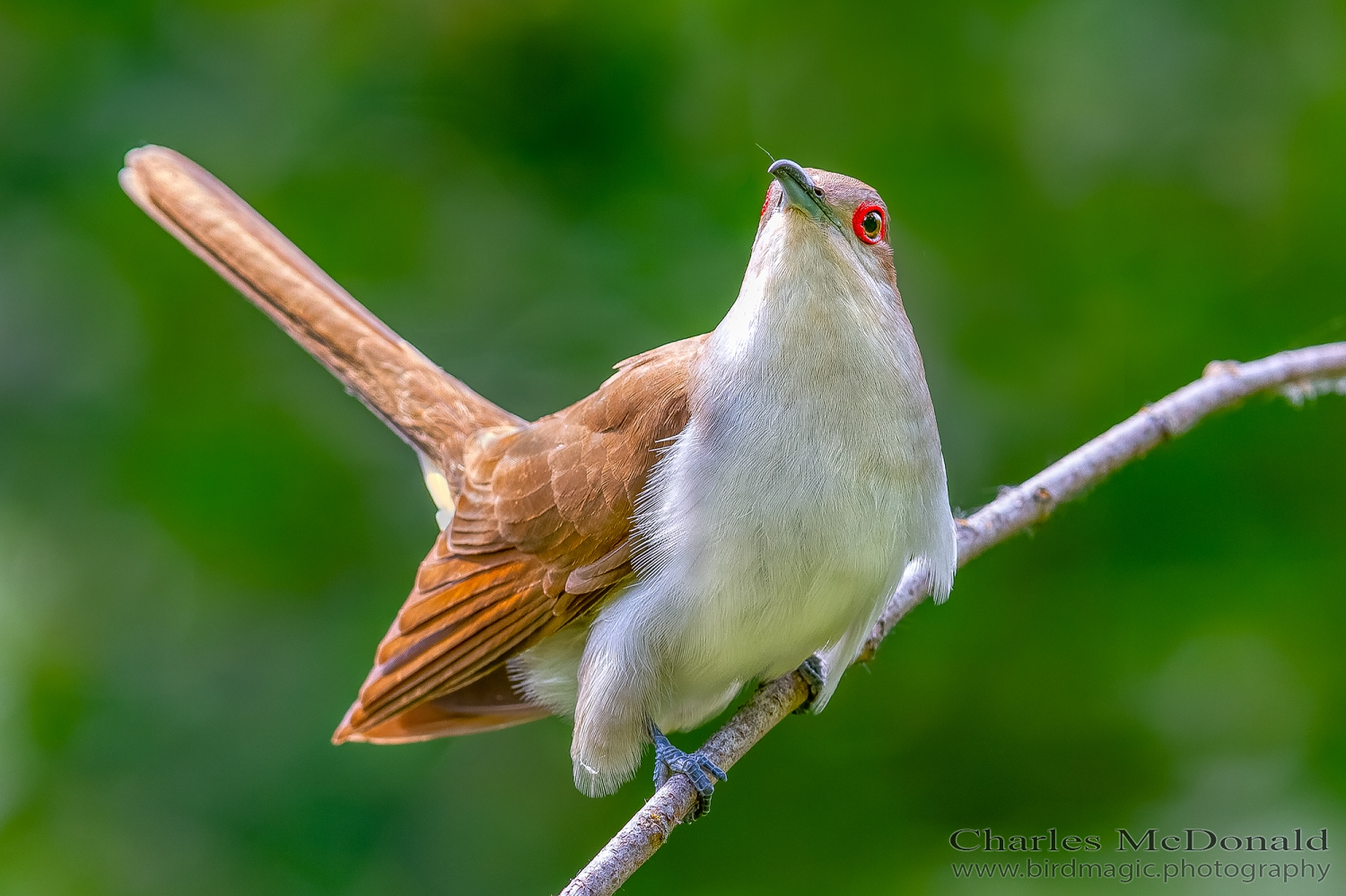 Black-billed Cuckoo