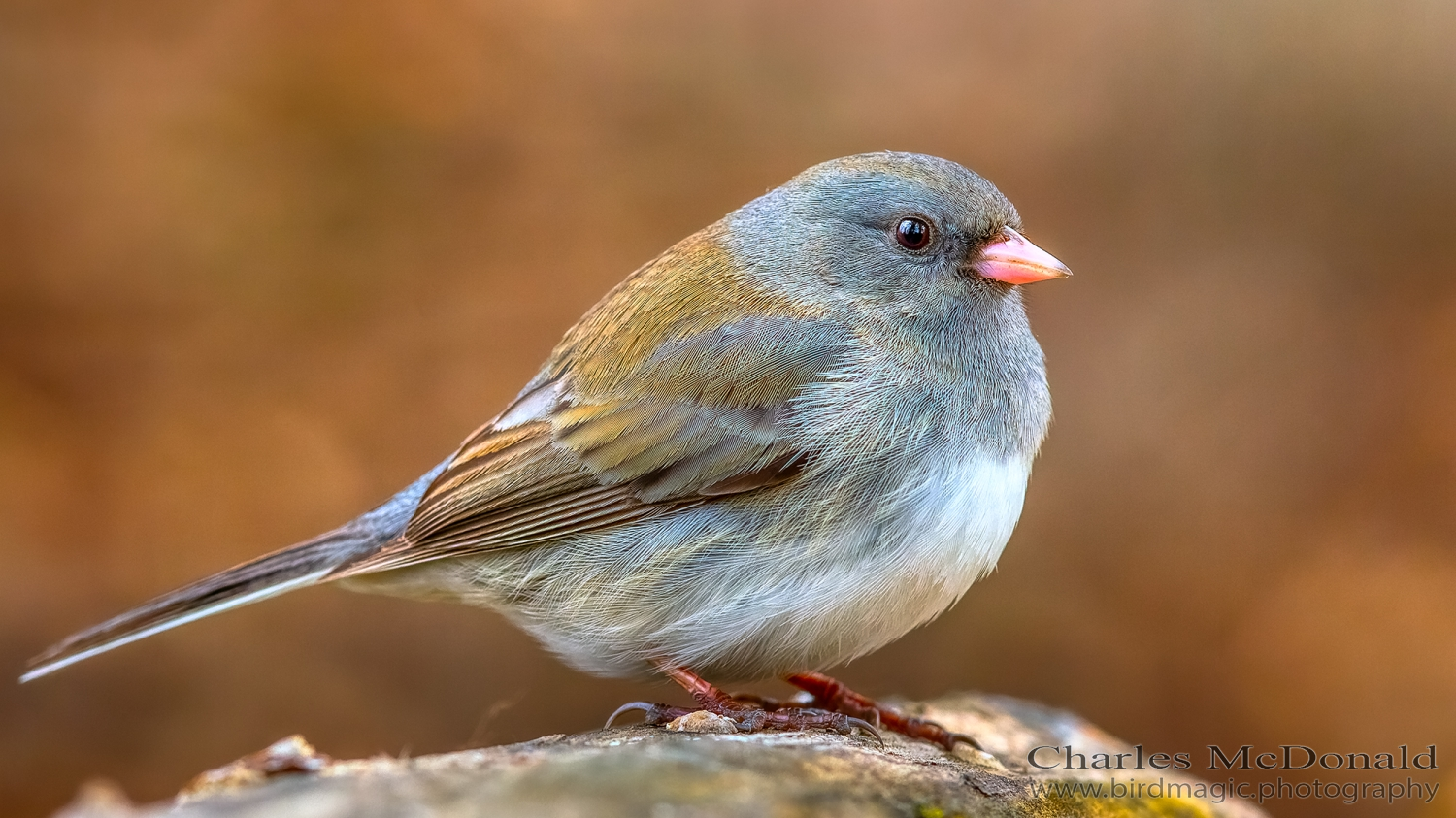 Dark-eyed Junco