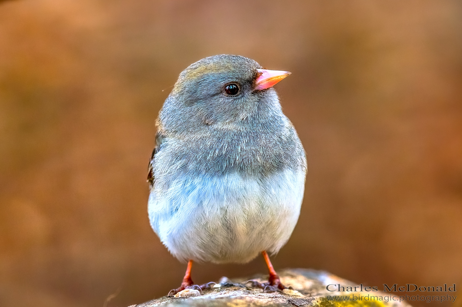 Dark-eyed Junco