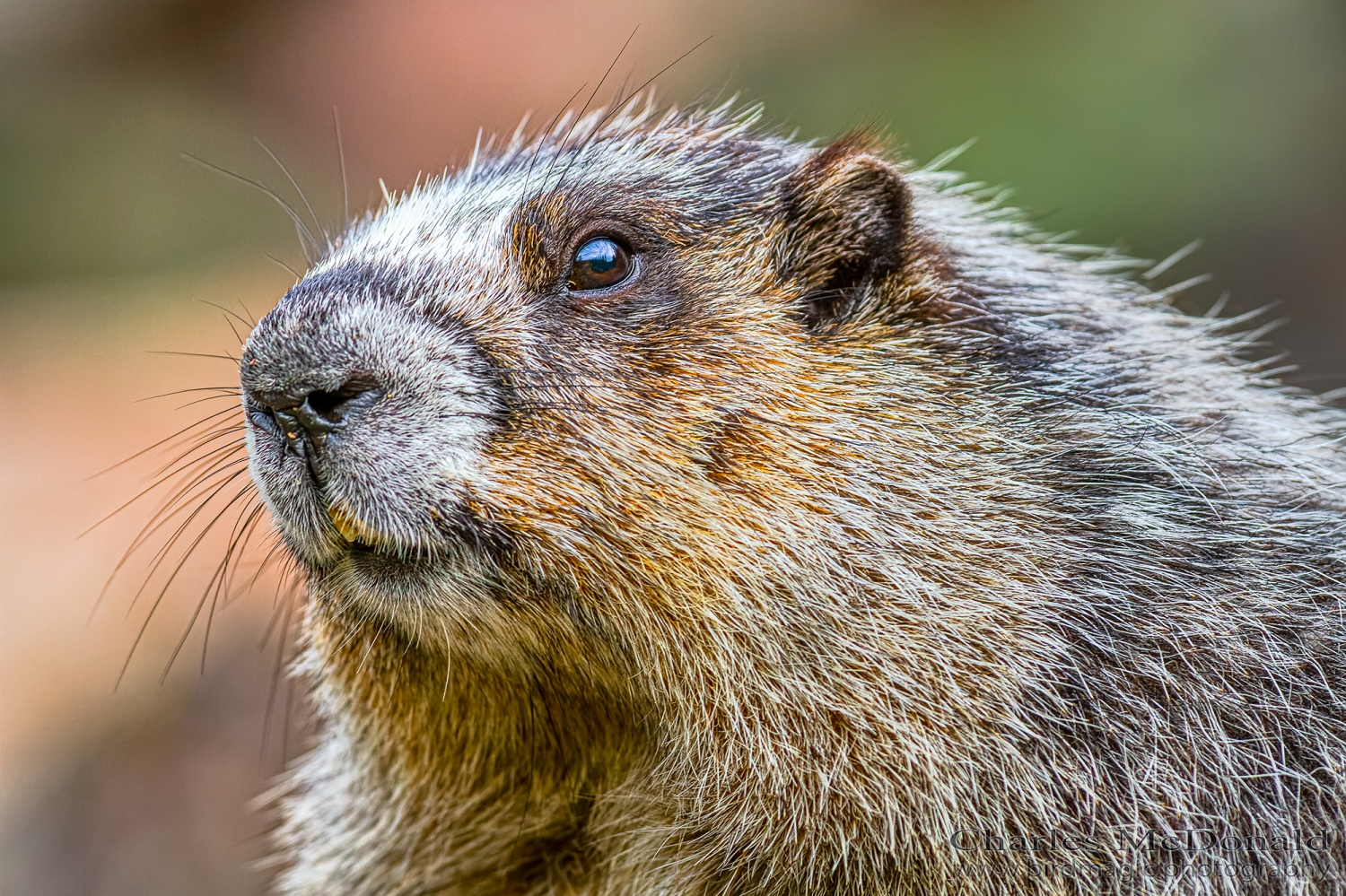 Marmot