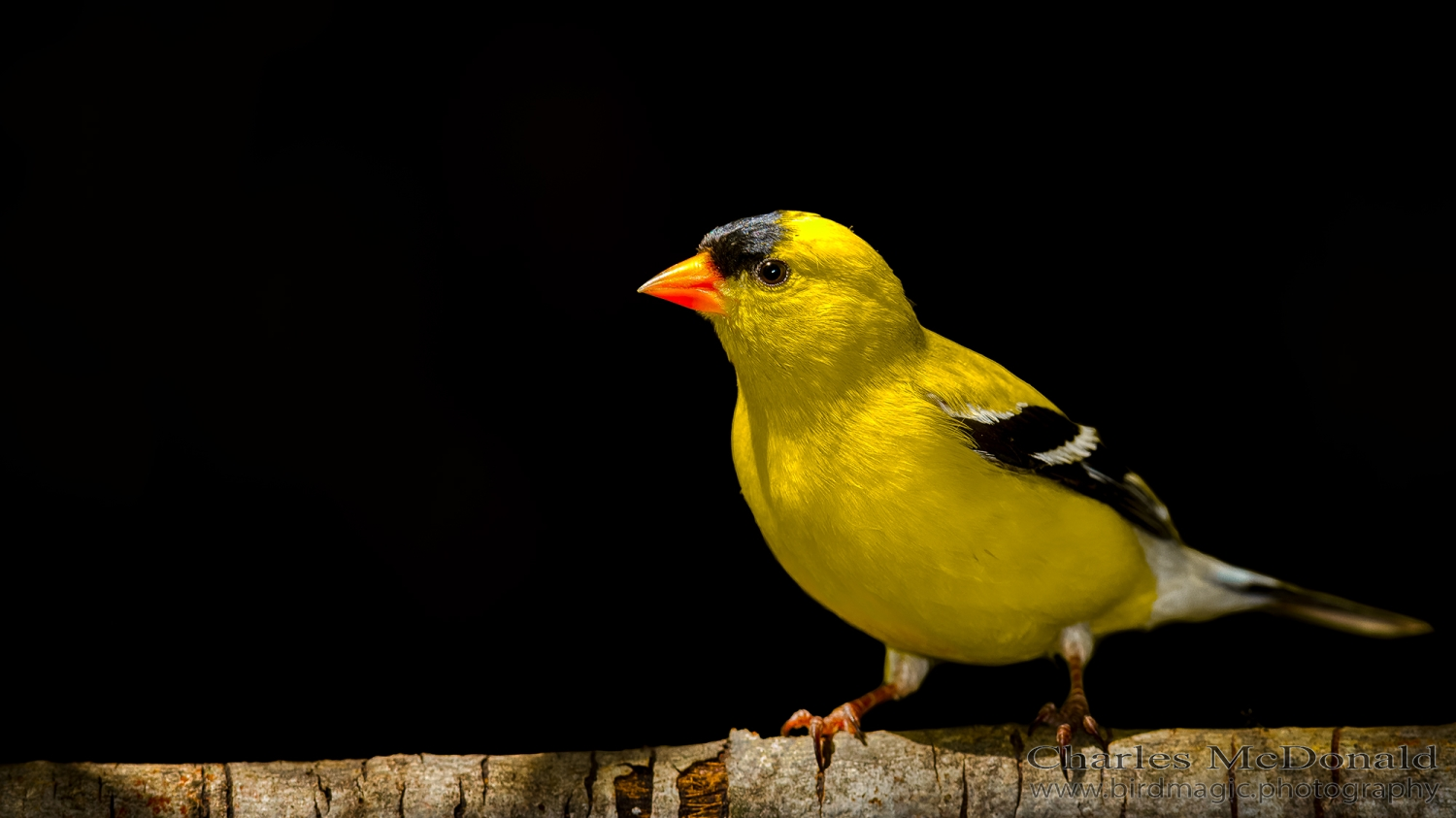 American Goldfinch