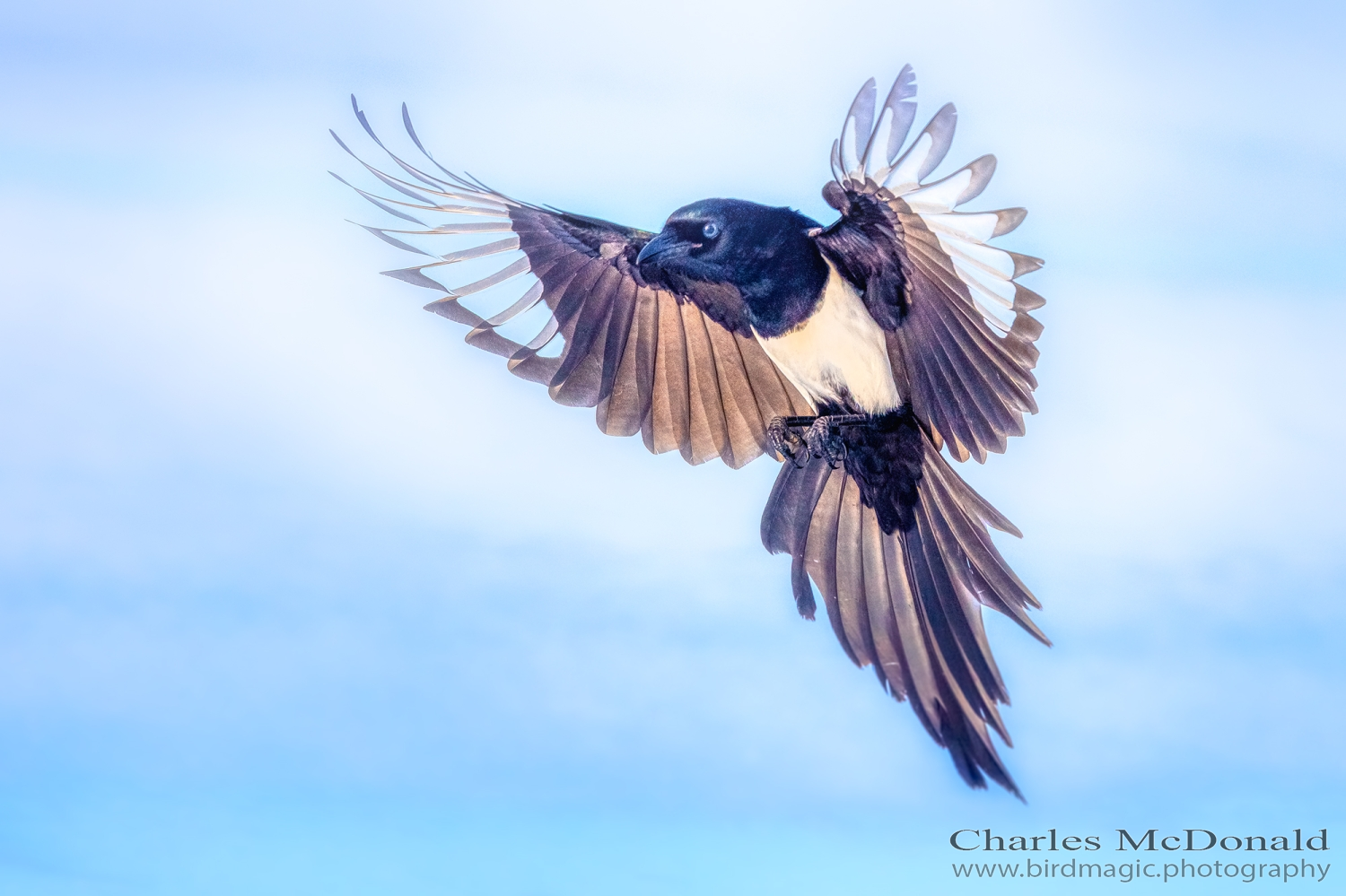 Black-billed Magpie