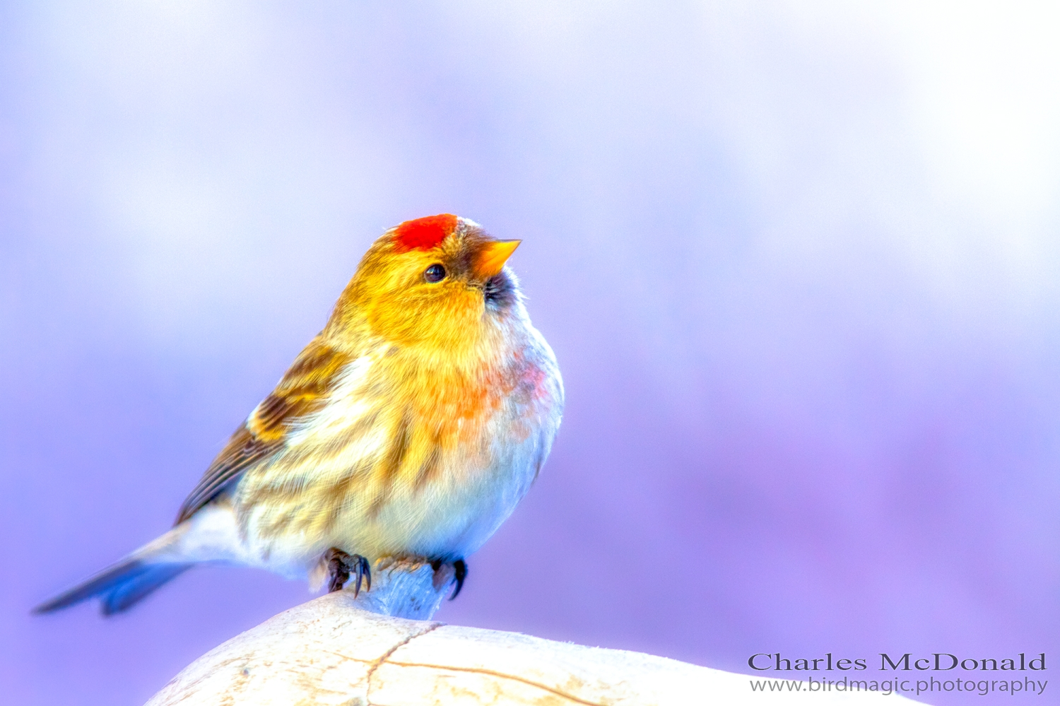 Common Redpoll