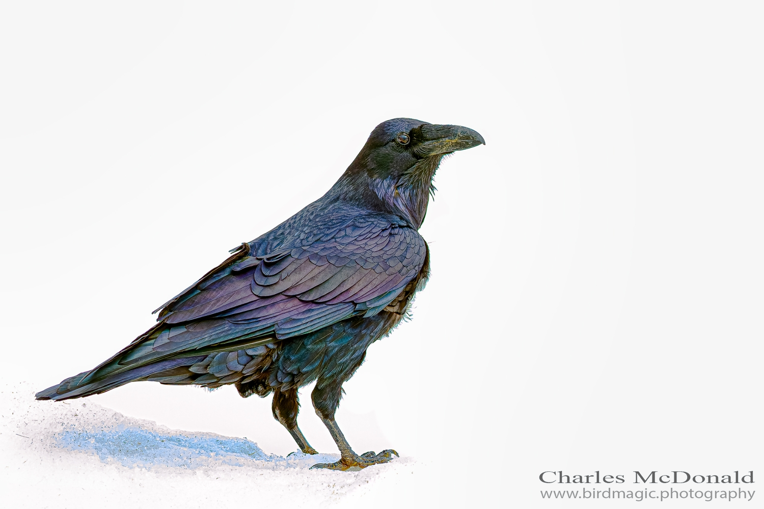 Common Raven