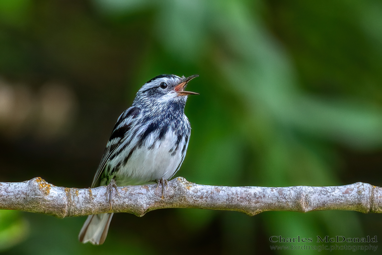 Black-and-white Warbler