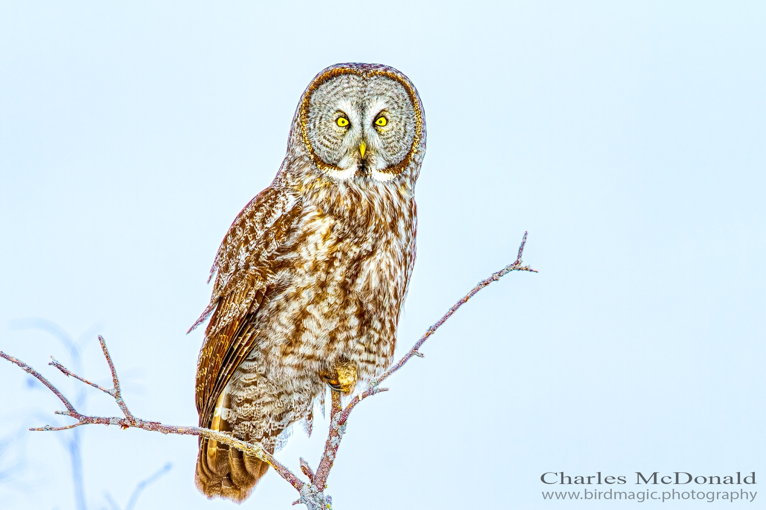 Great Gray Owl