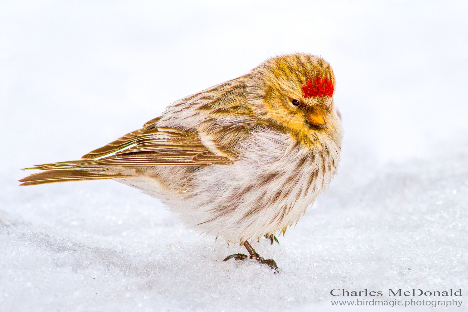 Hoary Redpoll