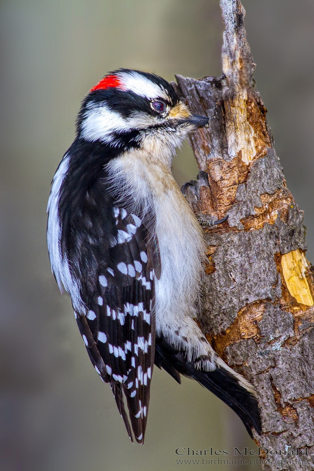 Downy Woodpecker