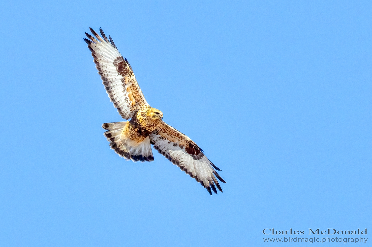 Rough-legged Hawk