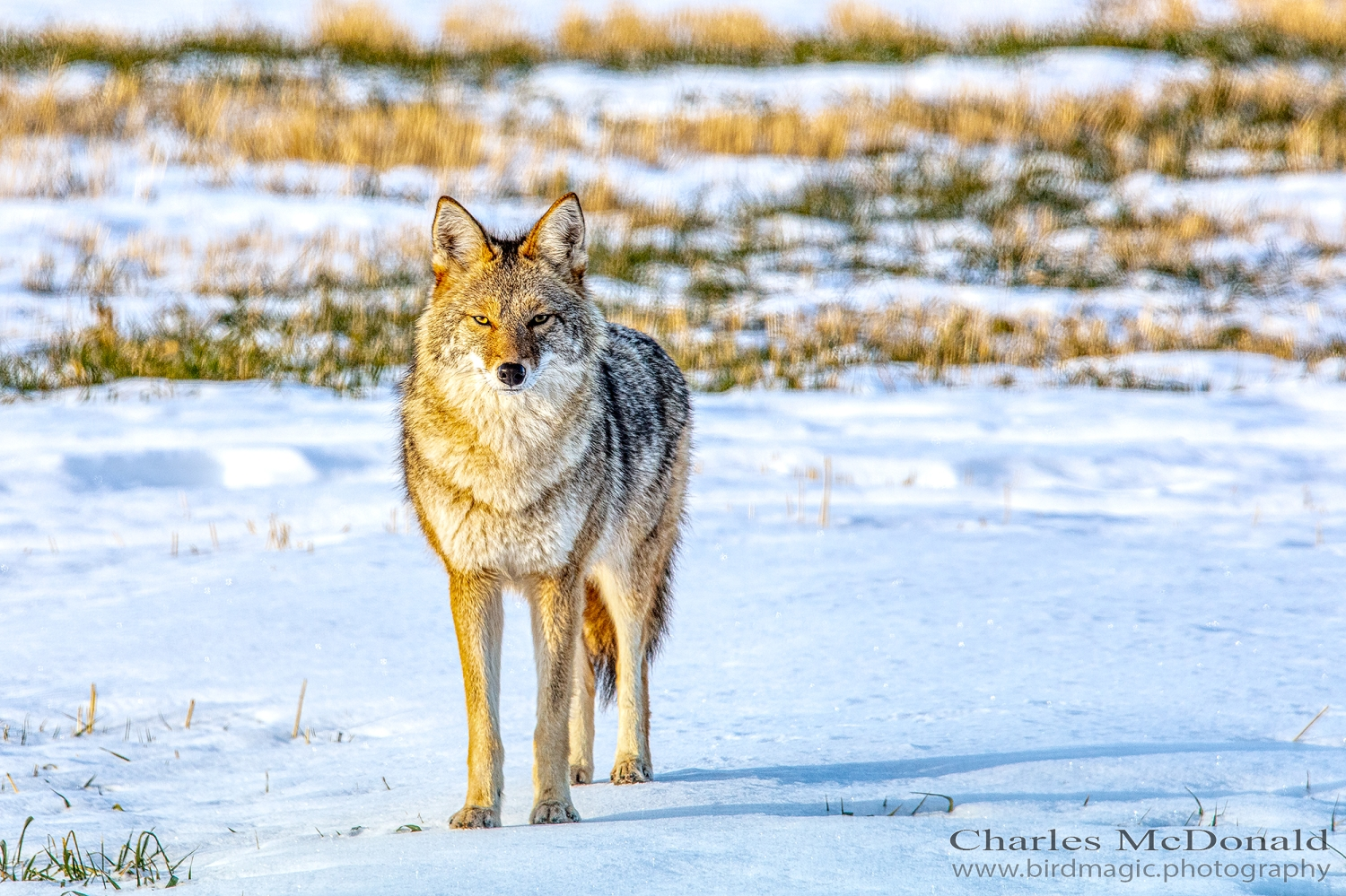 Coyote