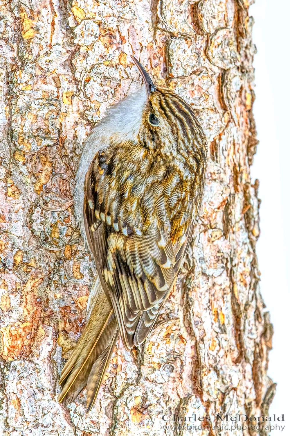 Brown Creeper