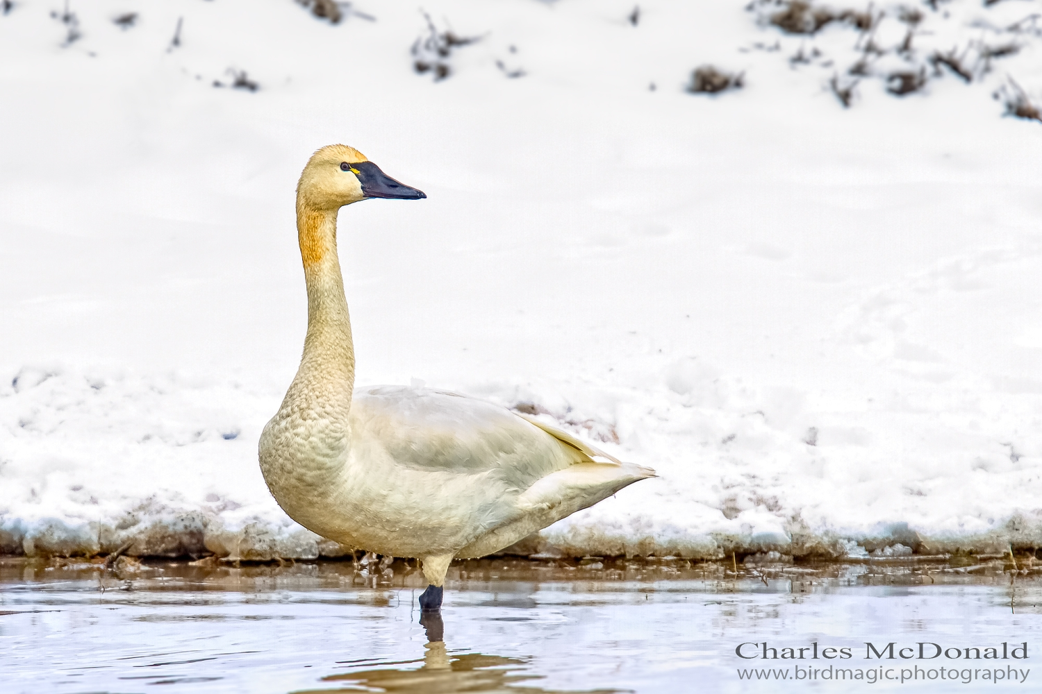 Tundra Swan