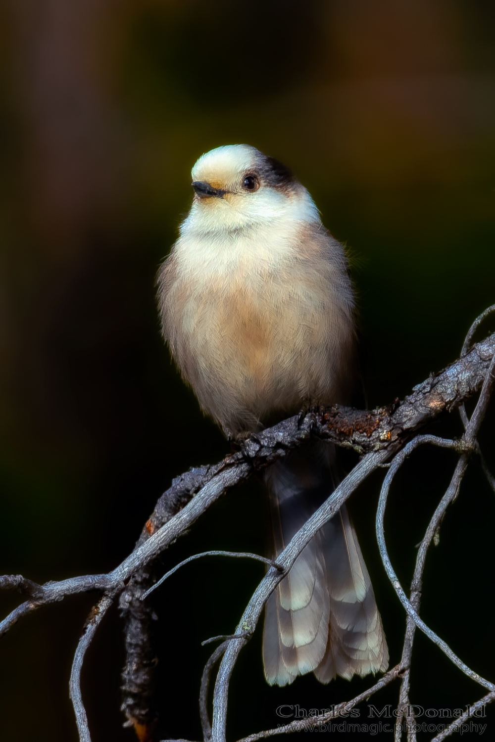 Canada Jay