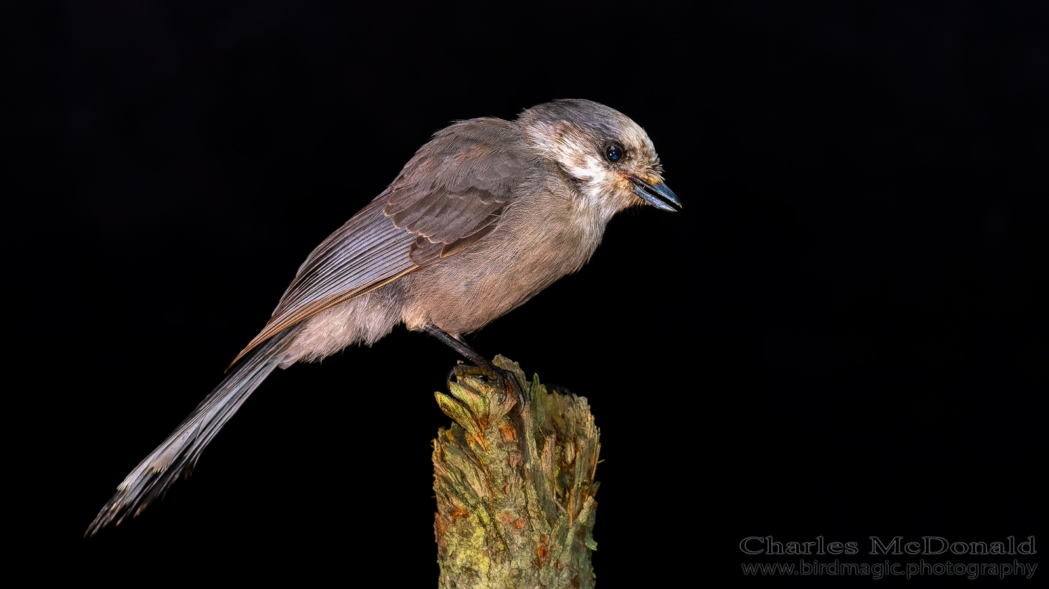 Canada Jay