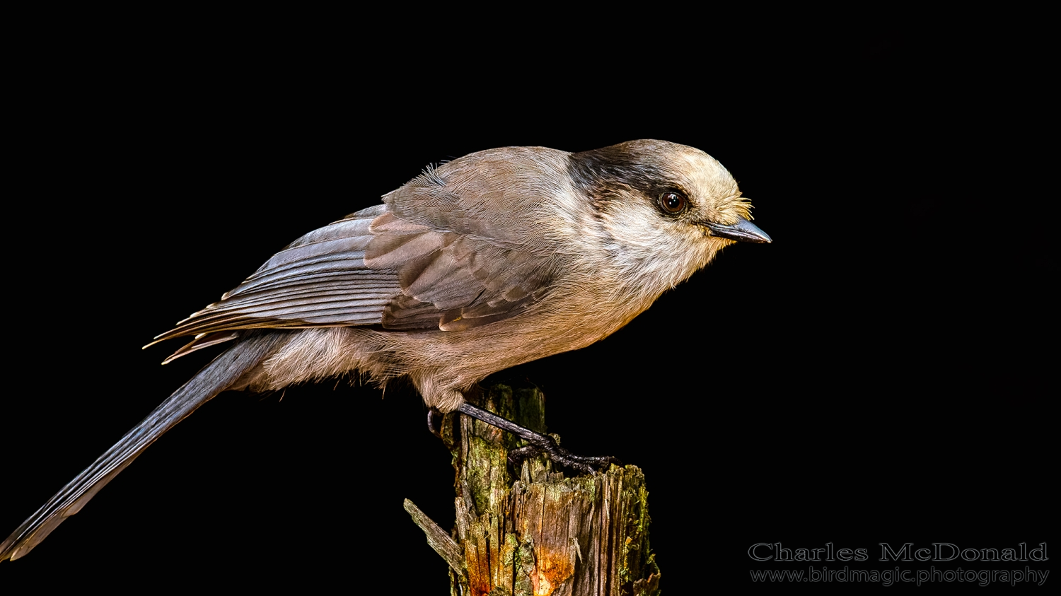 Canada Jay