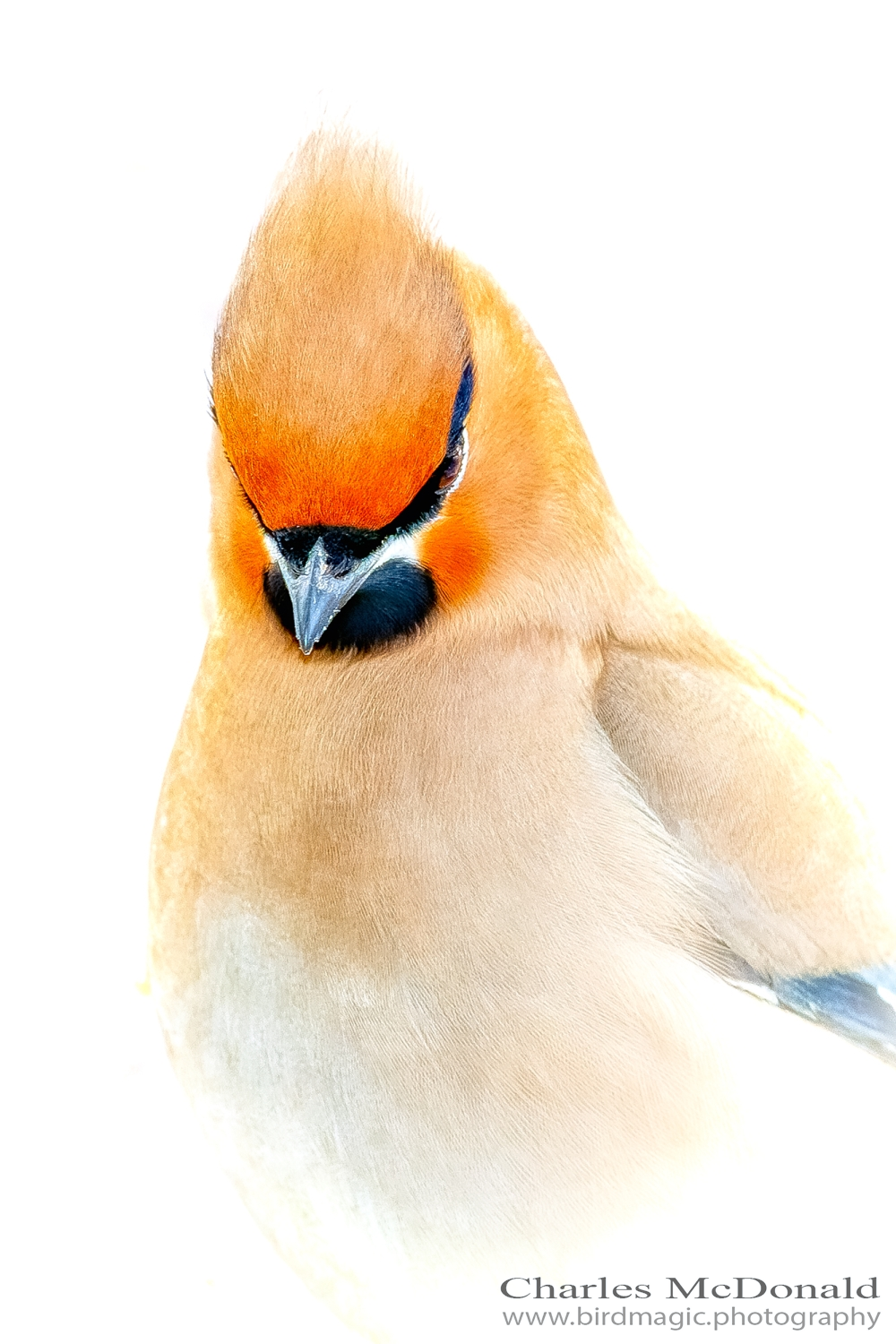 Bohemian Waxwing