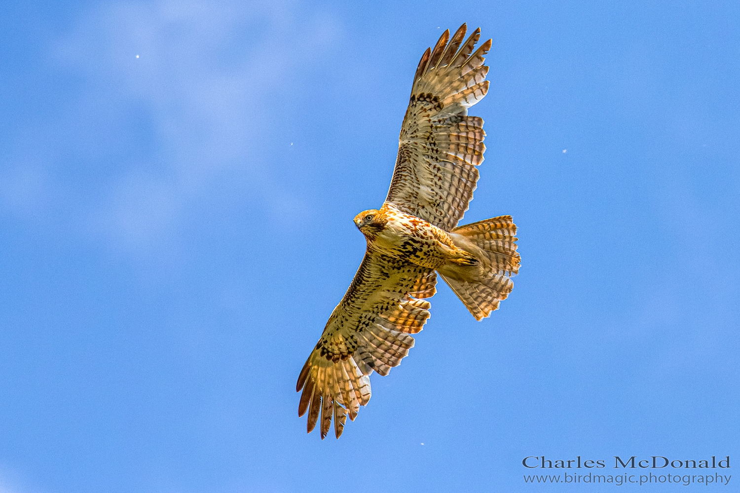 Red-tailed Hawk