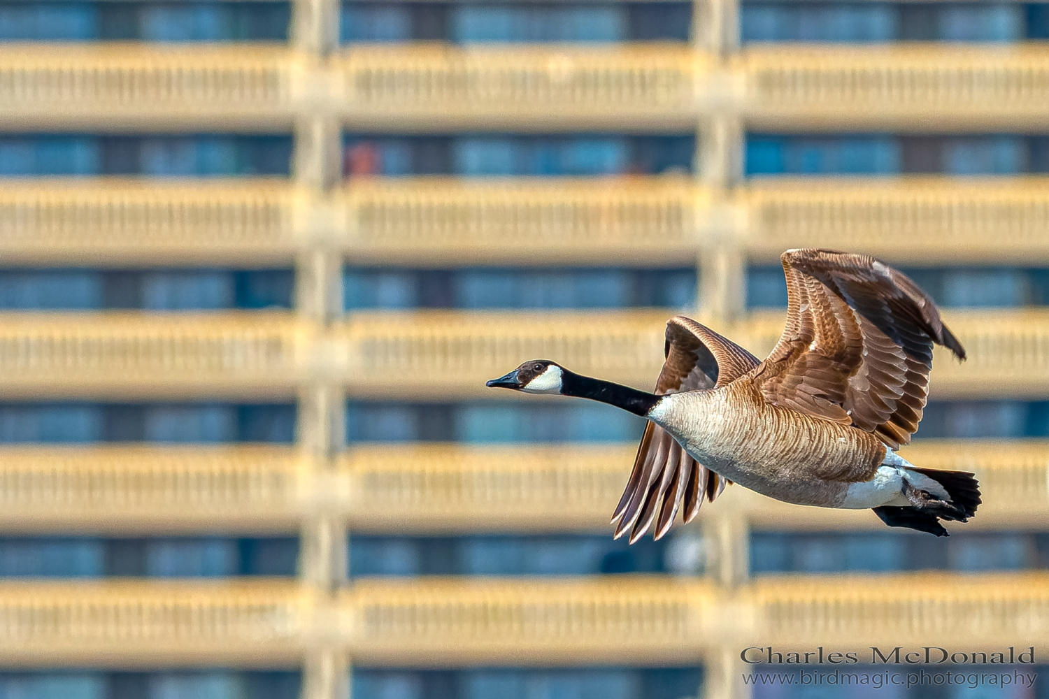 Canada Goose