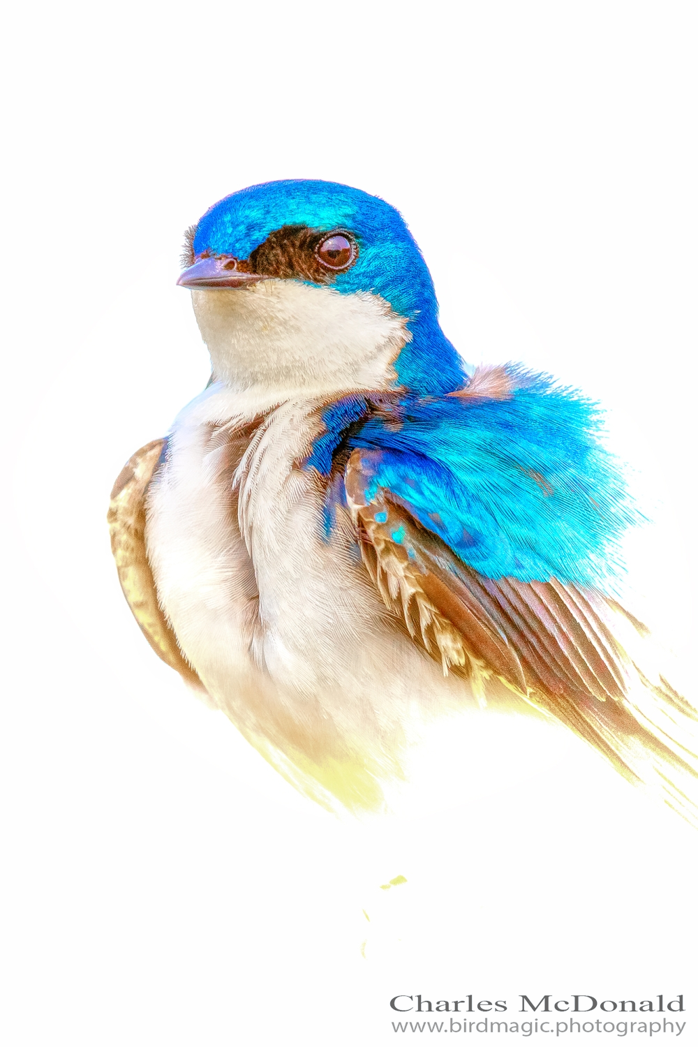 Tree Swallow