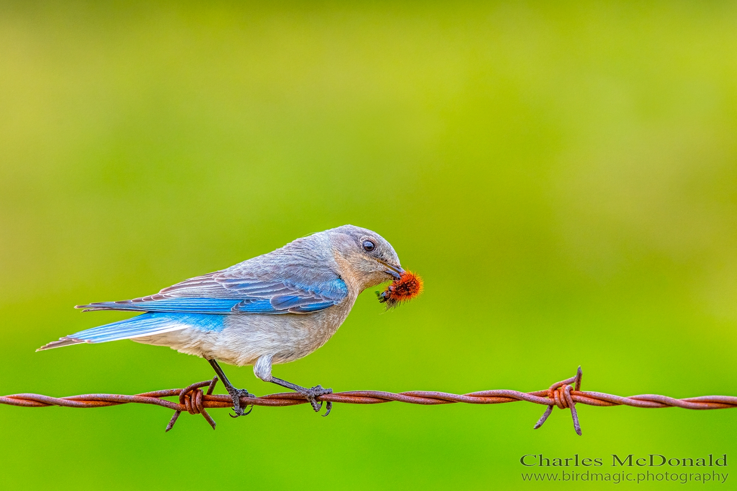 Mountain Bluebird