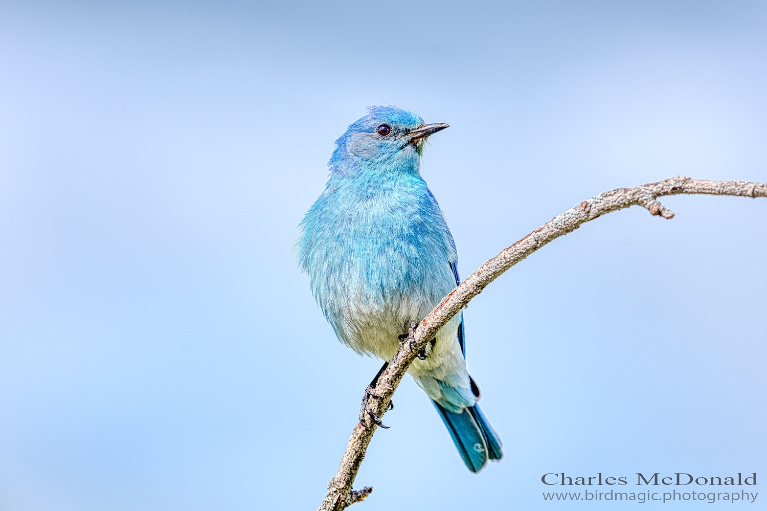 Mountain Bluebird