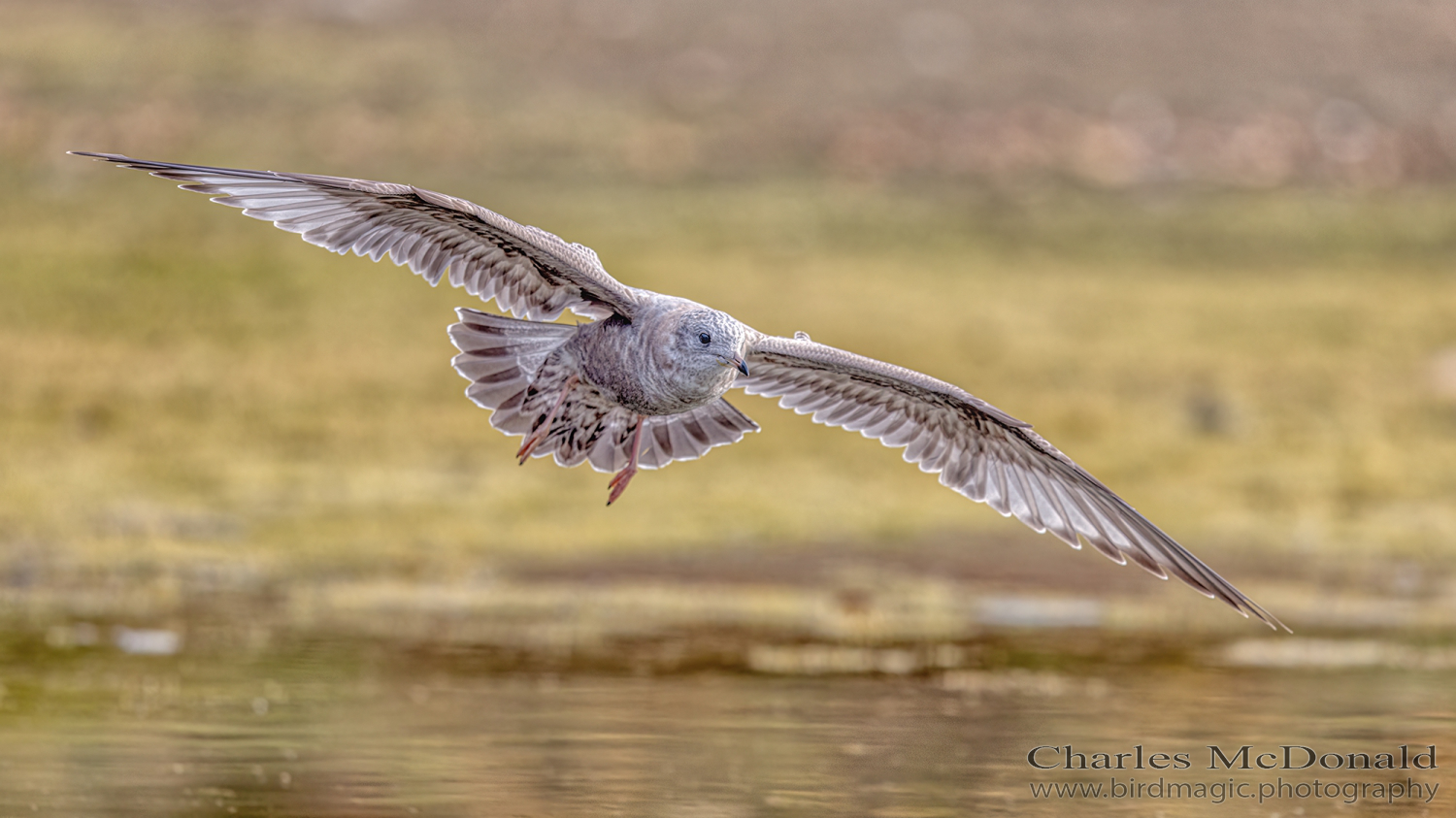 Short-billed Gull