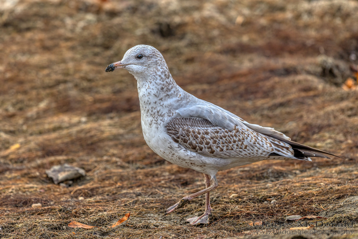 Short-billed Gull