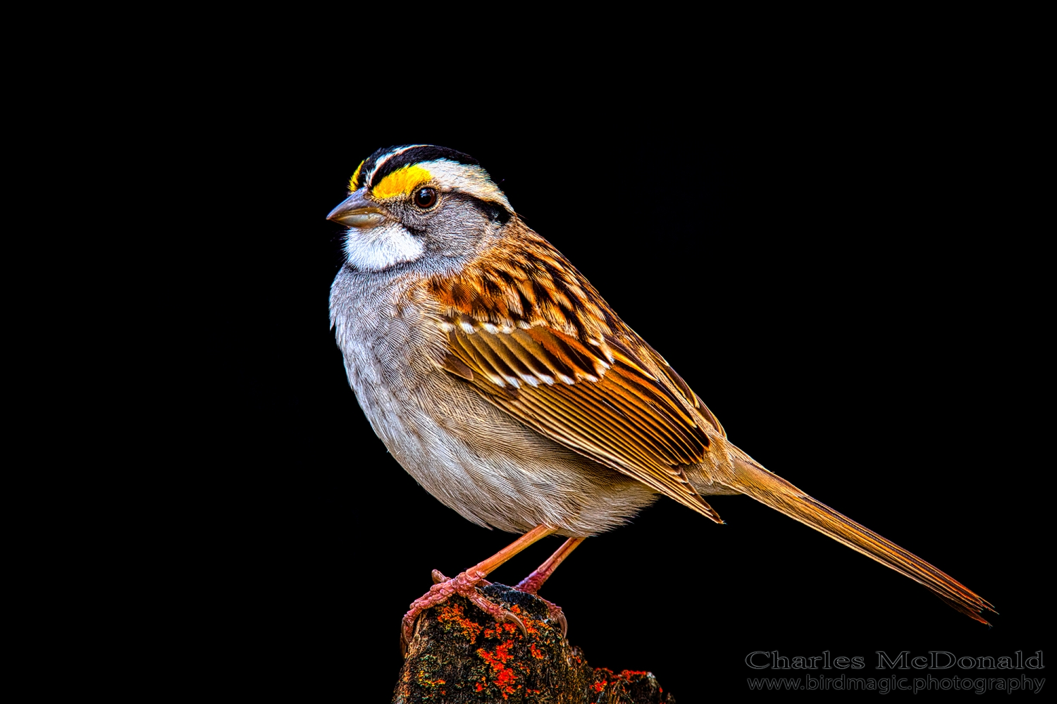 White-throated Sparrow