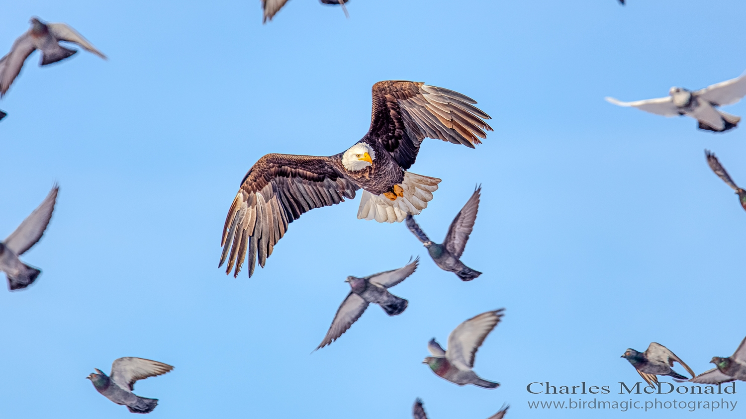 Bald Eagle