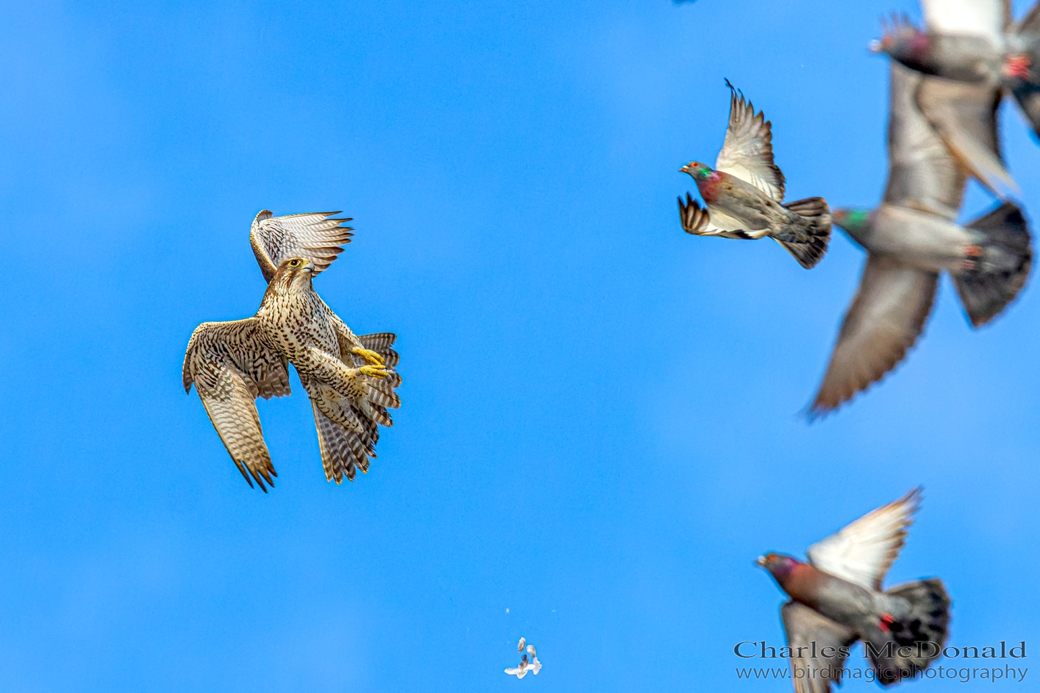 Gyrfalcon