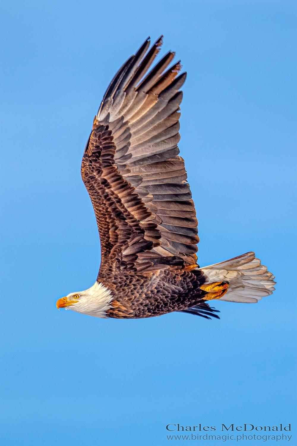 Bald Eagle