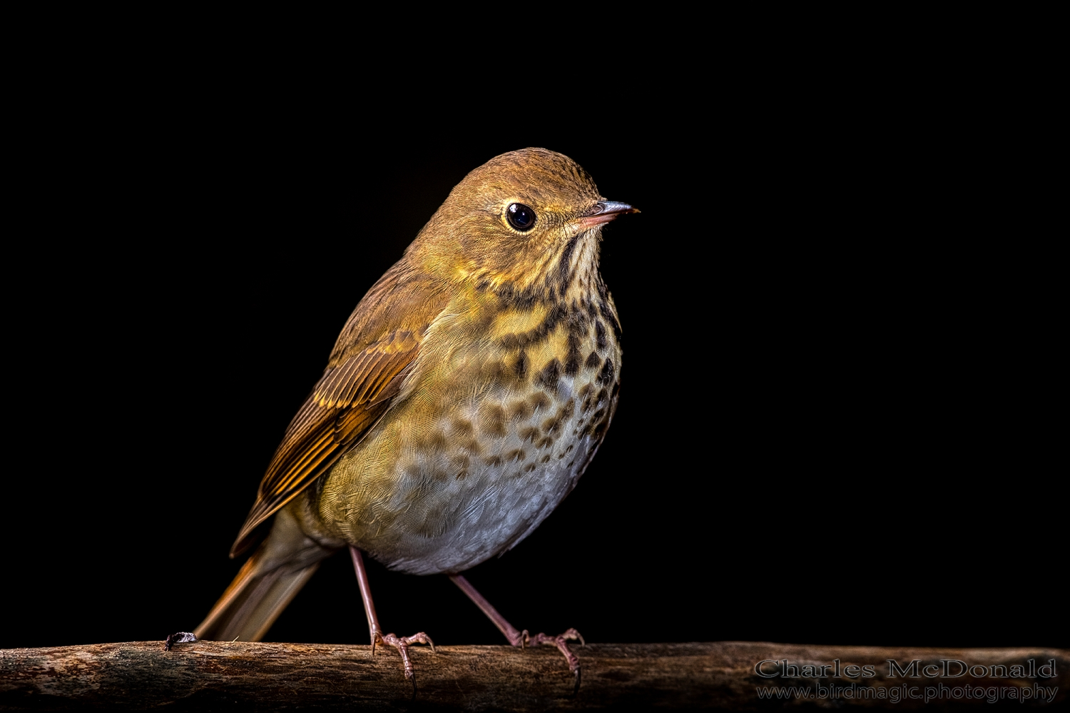 Hermit Thrush