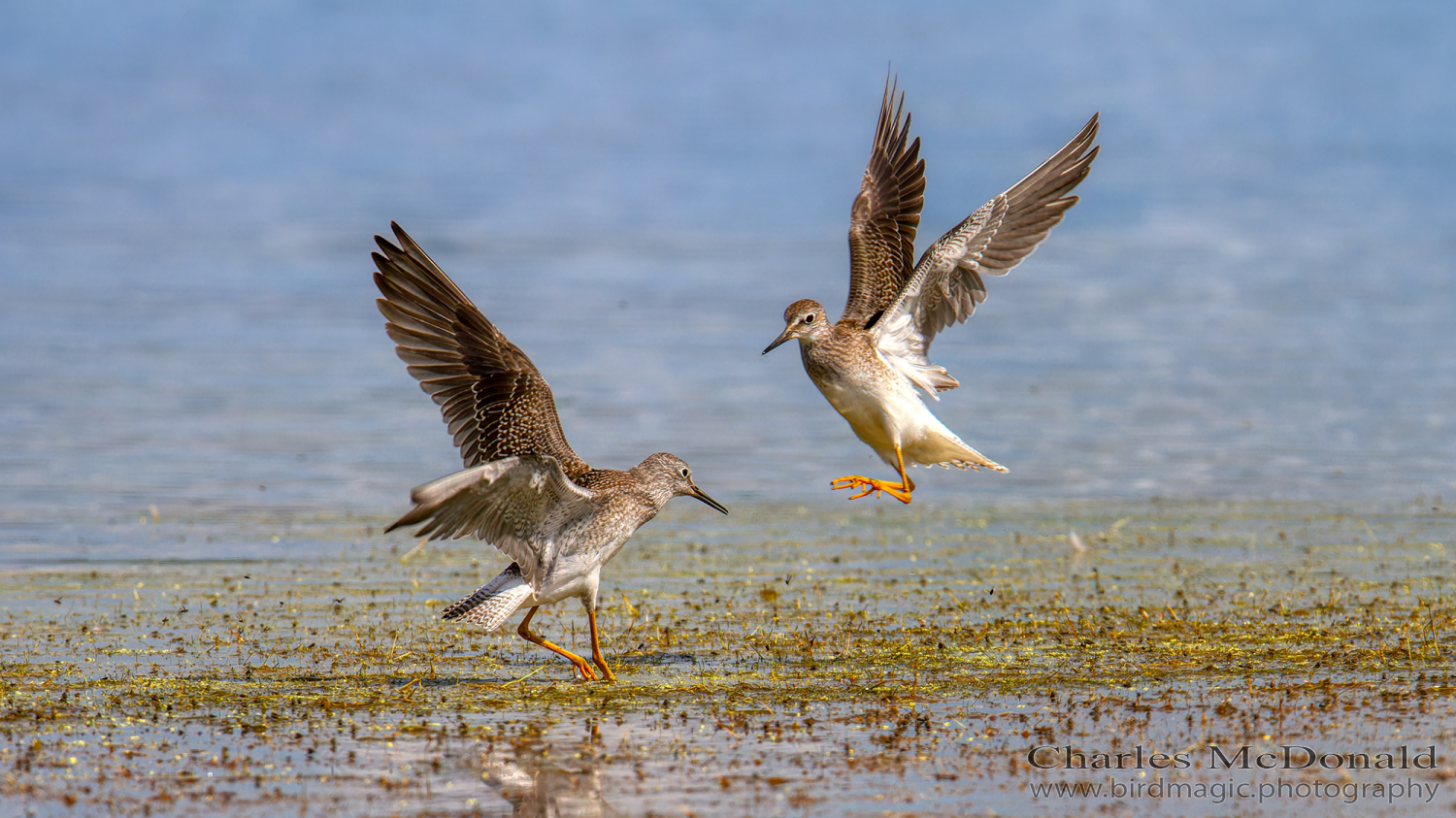 Lesser Yellowlegs