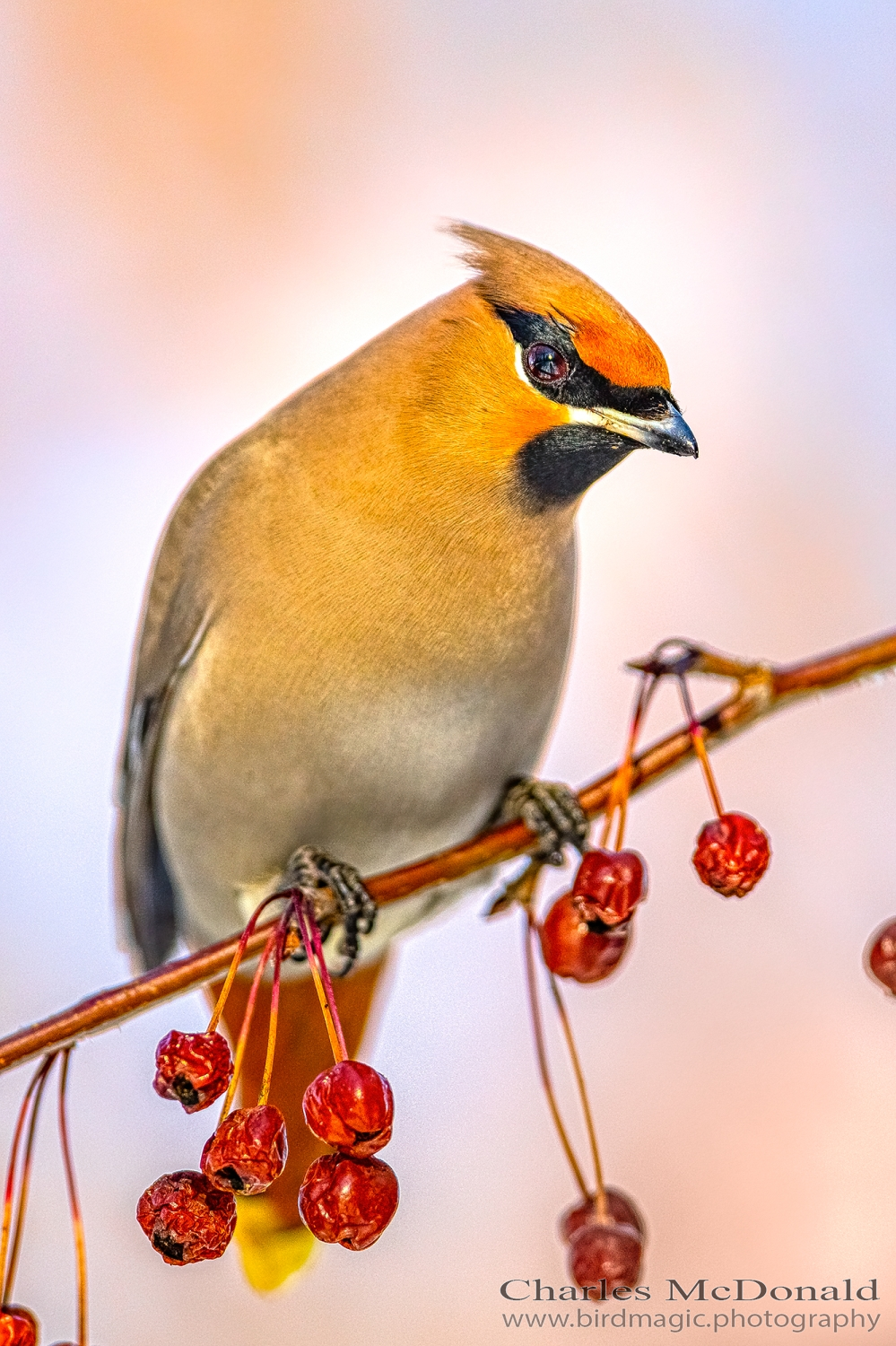 Bohemian Waxwing