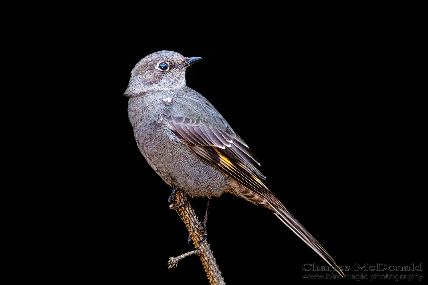 Townsend's Solitaire